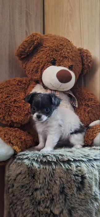 Długowłosy szczeniak chihuahua ELVIS