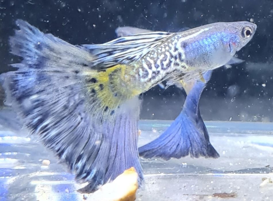 Gupik Snake Skin z Gupikowego Zakątka