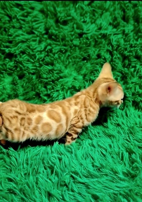 Бенгальский котёнок