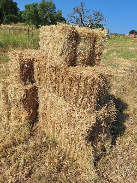 Vendo fardos de feno