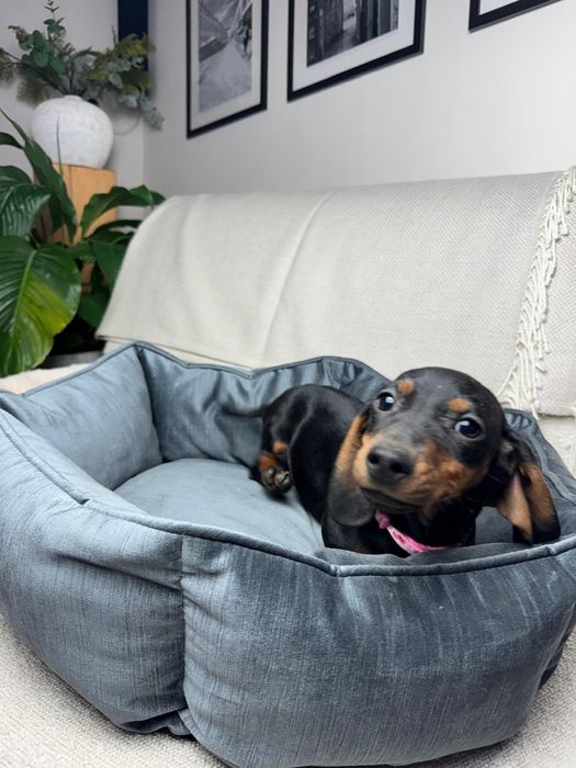 jamnik miniaturowy szczeniak