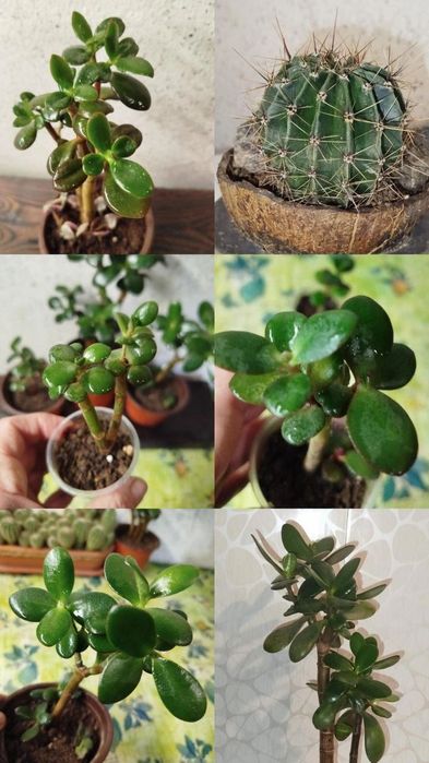 Денежное дерево, Монстера, Алоэ Вера, Эуфорбия, Традесканция, Кактусы