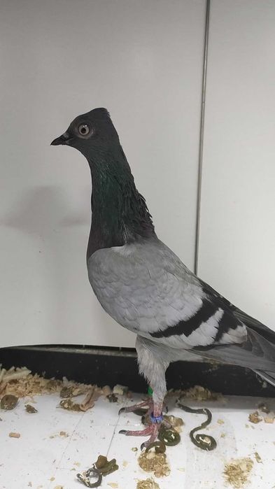 Sprzedam wiedeńskie wysokolotny