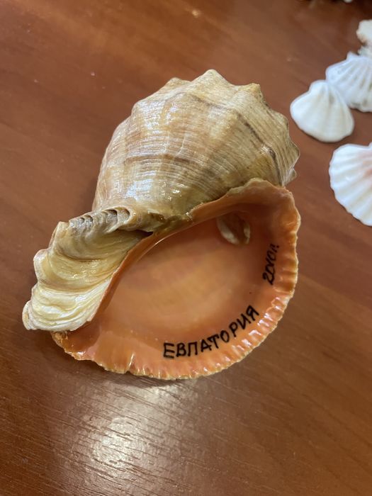 Ракушки ,Мушли ,Звездочки морскик