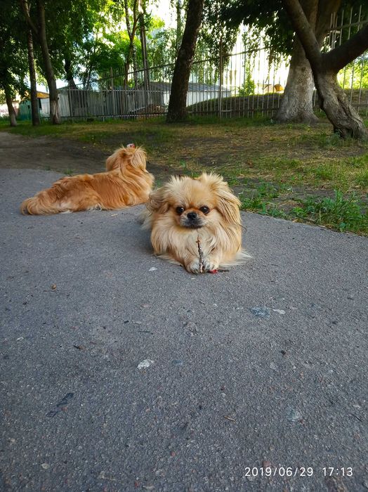 Тварини.в'язка.Пекінес