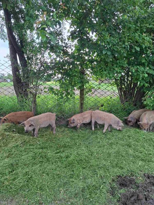 Поросята породи мангал