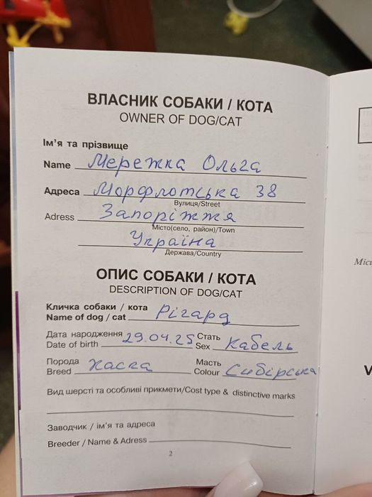 Сибирская хаски. Мальчик