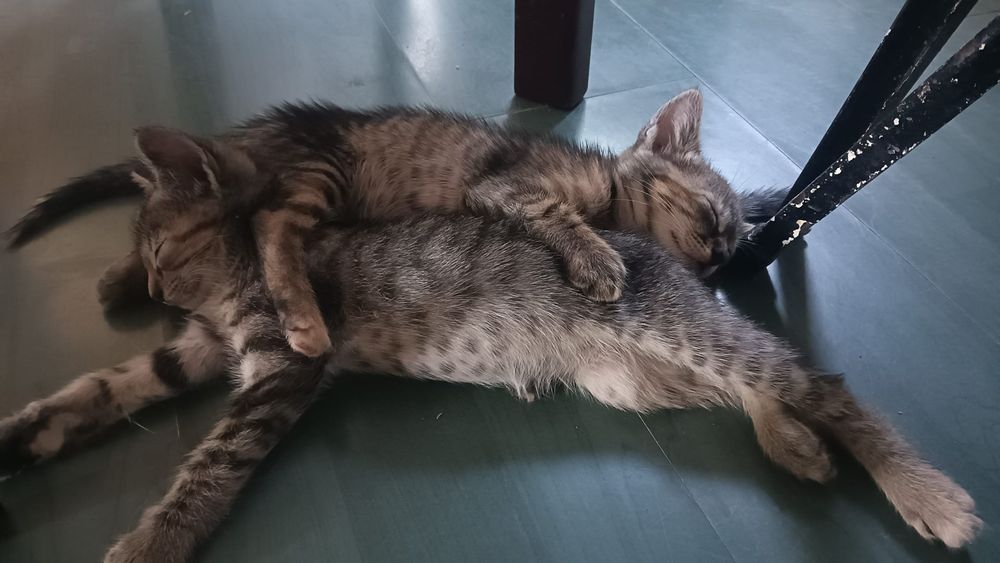 Gatinhos lindos para dar