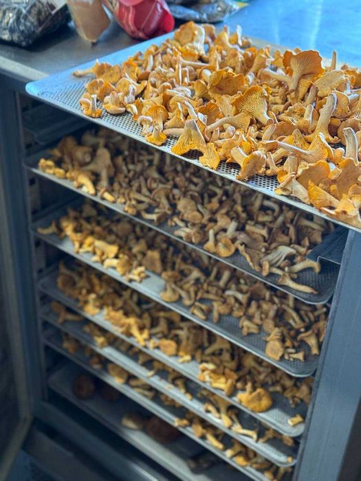 Свіжі Гриби Лисички  преміум у шоковій заморозці | ВЕЛИКІ ОБСЯГИ