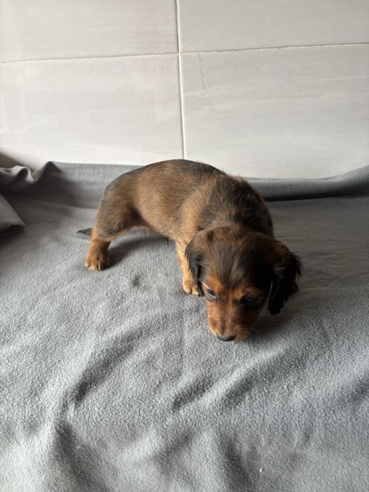 Teckel macho pelo comprido miniatura