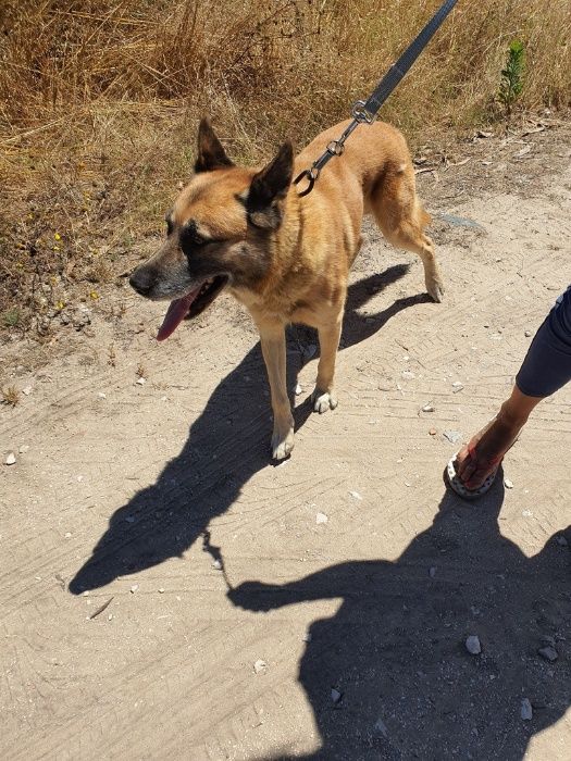 Cão Porte Médio (20kg) Para Adoção (Anjo)