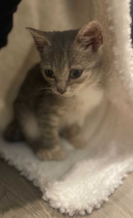 Киця, кошеня 2,5місяці