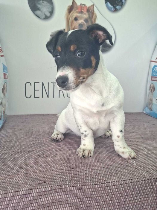 Cachorro Jack Russel TOP