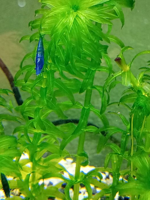 Krewetki     Blue