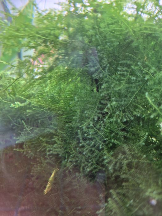 Porções de Christmas Moss (Musgo de Natal) - Aquascaping / Berçário