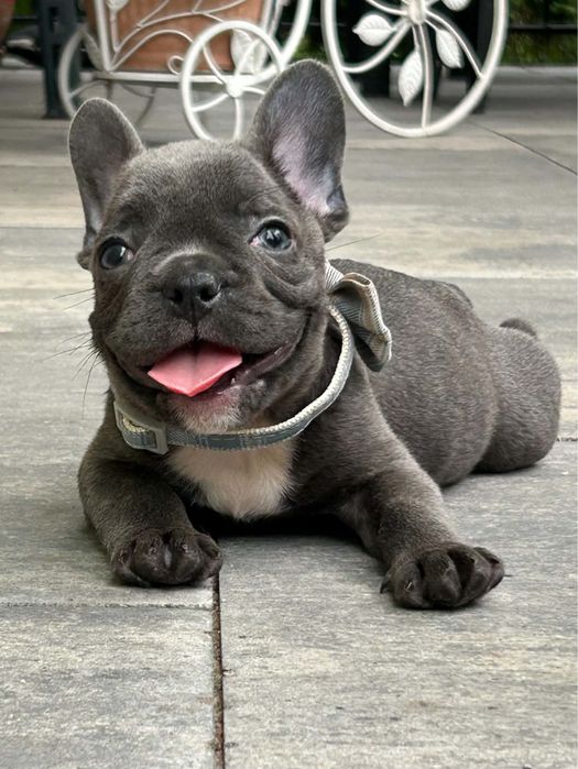 Buldog francuski
