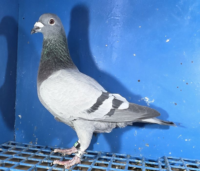 Gołąbek Lotowy Samczyk vanvinkel x Golden Prince