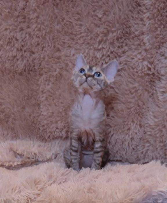 Девон рекс хлопчик красень