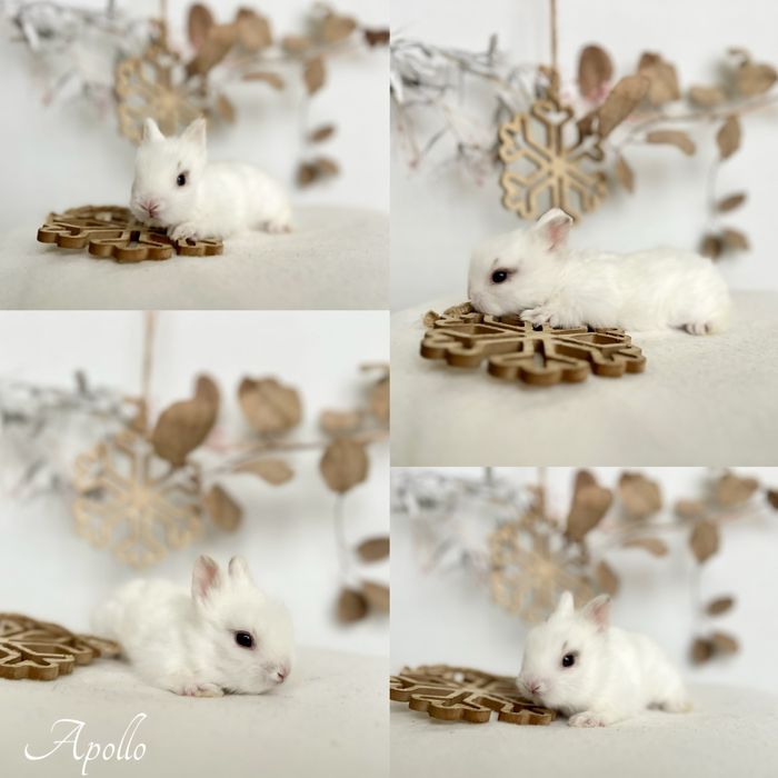 Kroliczki Karzełki Teddy najmniejsza rasa, Mini lopki