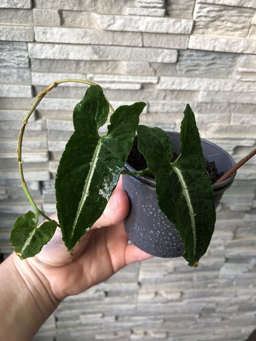 Продам красивые растения сингониумы))!