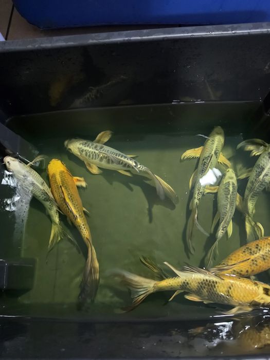 Carpas koi véu 30-40cm