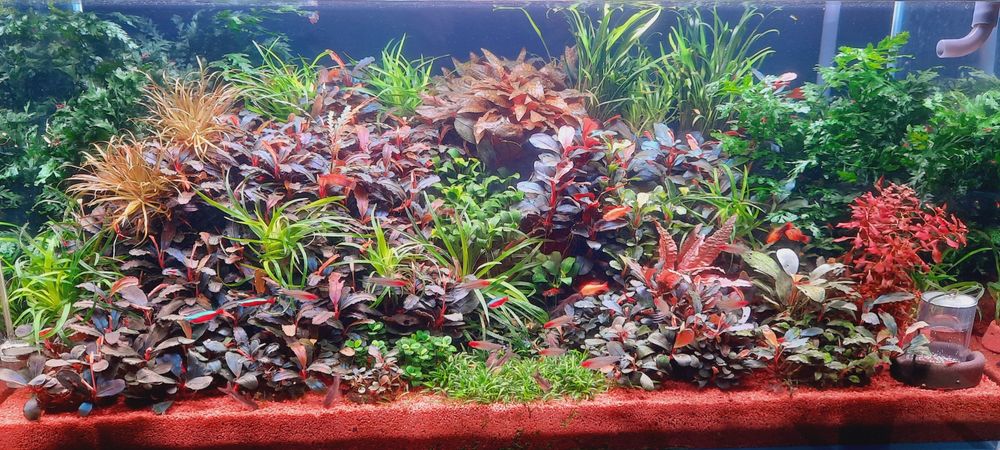 аквариумные растения.