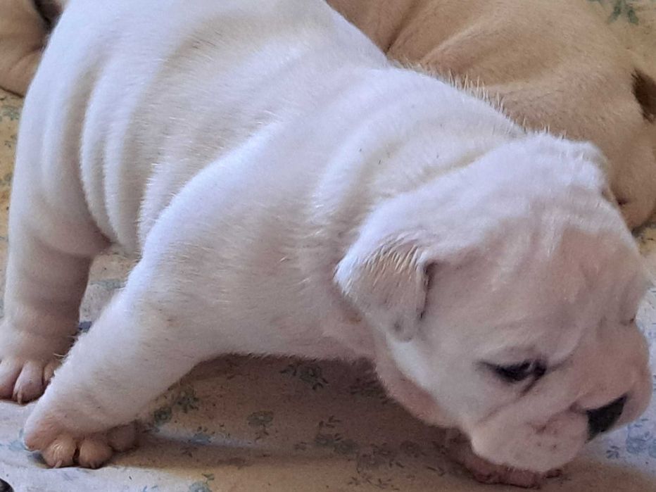 Buldog angielski FCI suczka