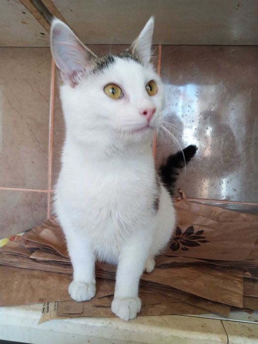 Котик підліток в добрі руки