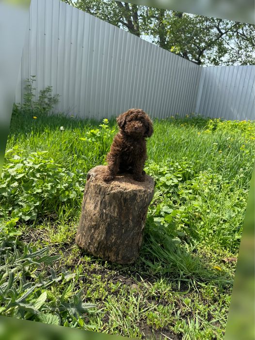 Той пудель дівчинка