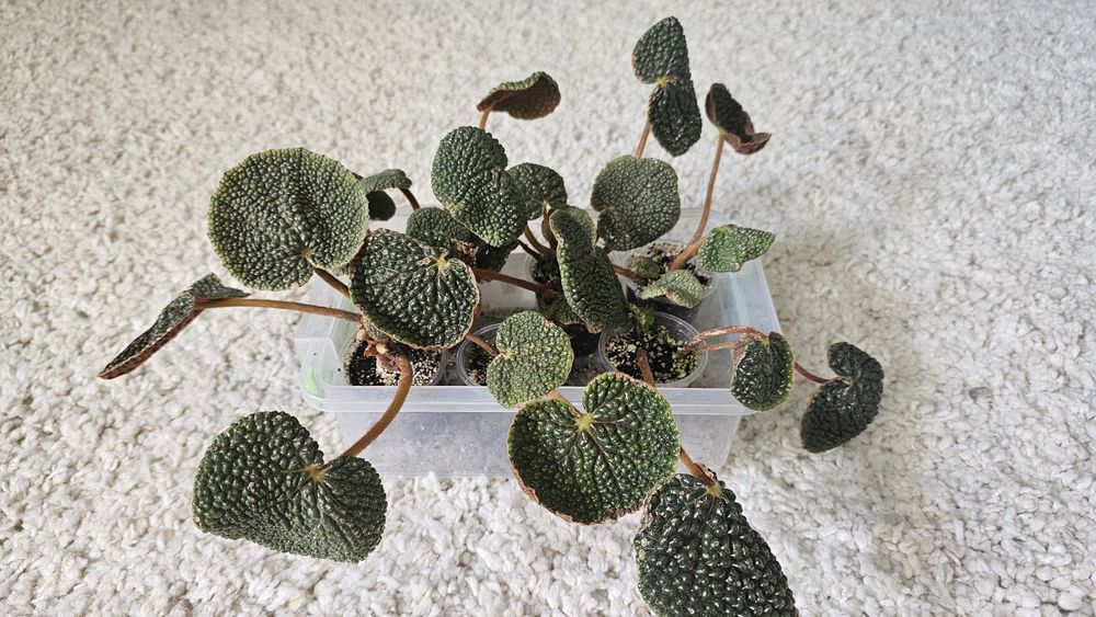Бегония Bullatifolia bubble leaf