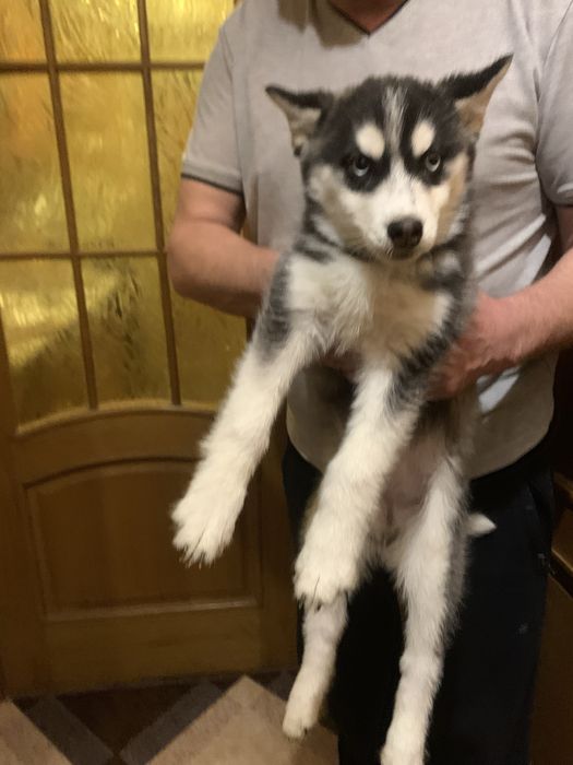 Продам цуценят Хаскі
