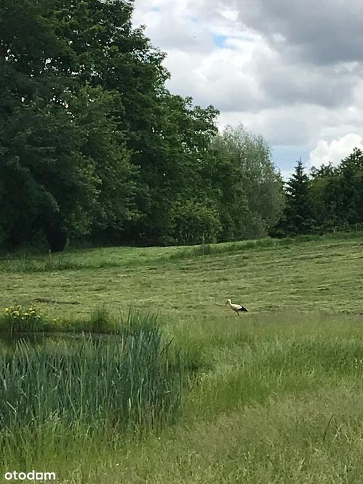 Siedlisko 2,38 ha z zabudowaniami i stawem – 14 km od Olsztyna