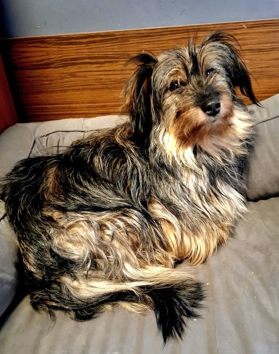 Fruzia 2 lata, 9 kg,  włos, adopcja