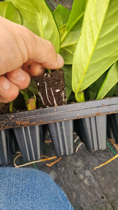 Laurowiśnia Novita Sadzonki