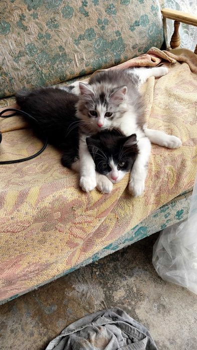 Гарнюні  Котики віддаю в добрі руки і серце.