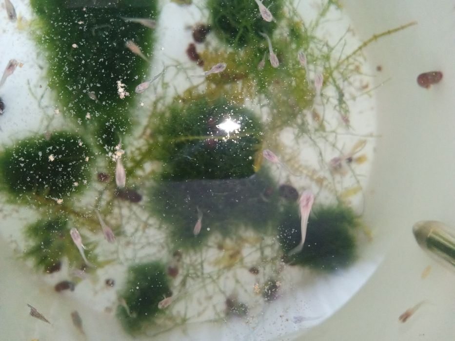 Narybek gupika 1-2 cm