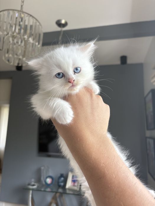 Кошенята британці