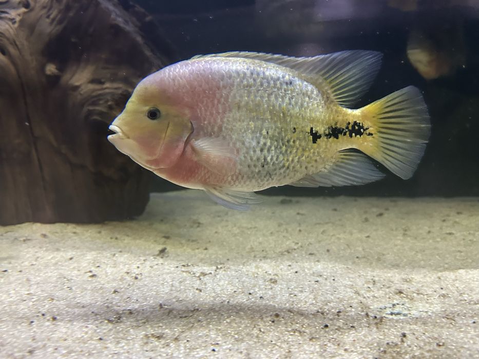 Vieja synspilum macho 30cm