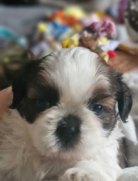 Cudny chłopak Shih Tzu