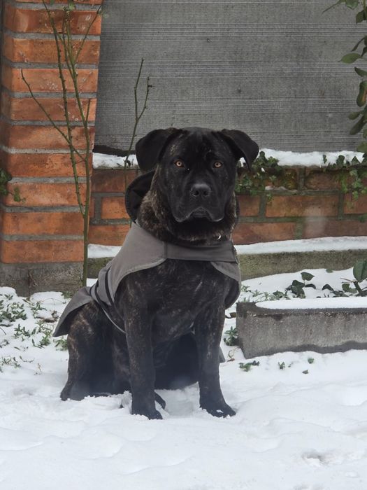 Продам цуцика Кане Корсо