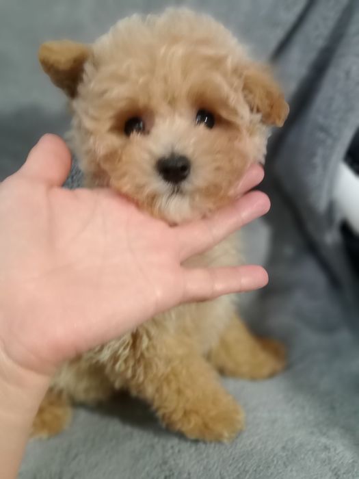 Хлопчик,міні- МальтіпуF1