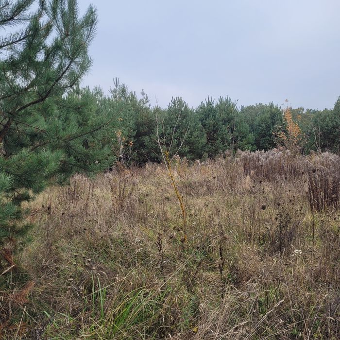 1.3га під житлову ліс