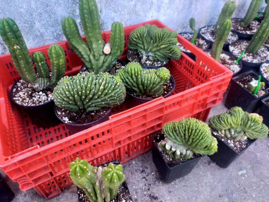 Trichocereus pachanoi