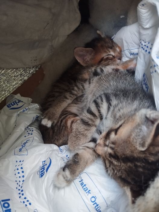Кошенята 1,5 міс