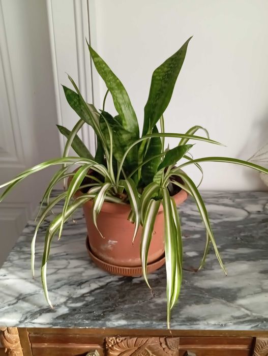 Duo Espada de São Jorge ev