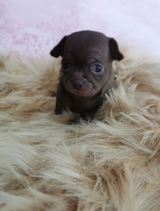 Suczka Chihuahua