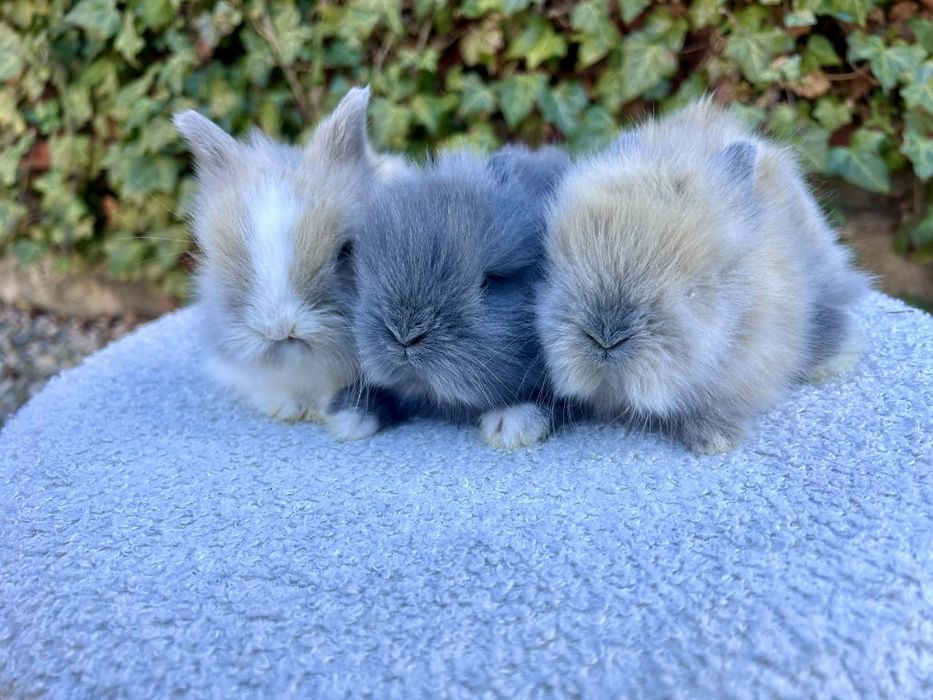 Króliczki karzełki Teddy mini króliki metryka
