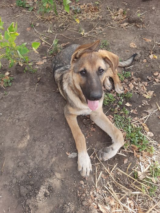 Молодая овчарка бесплатно