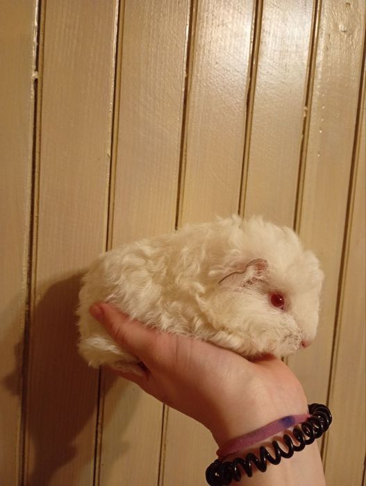 Świnka morska młoda