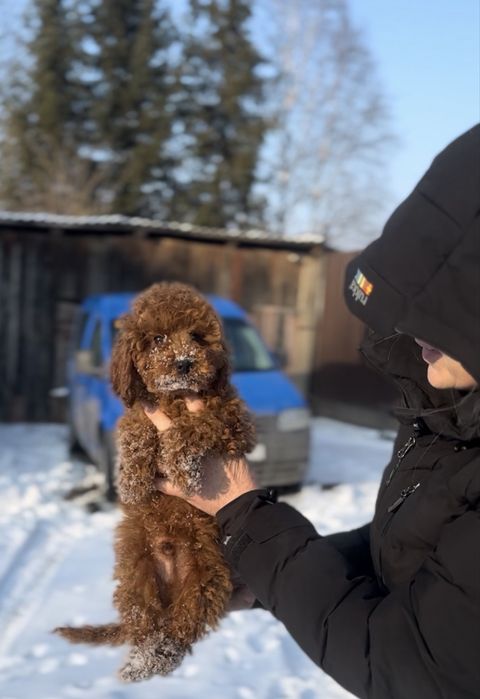 Хлопчики китайських ліній редбраун той пуделя